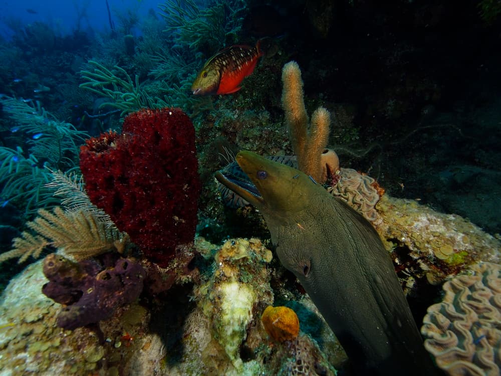 An eel peeks out from coral, with a colorful fish swimming nearby.