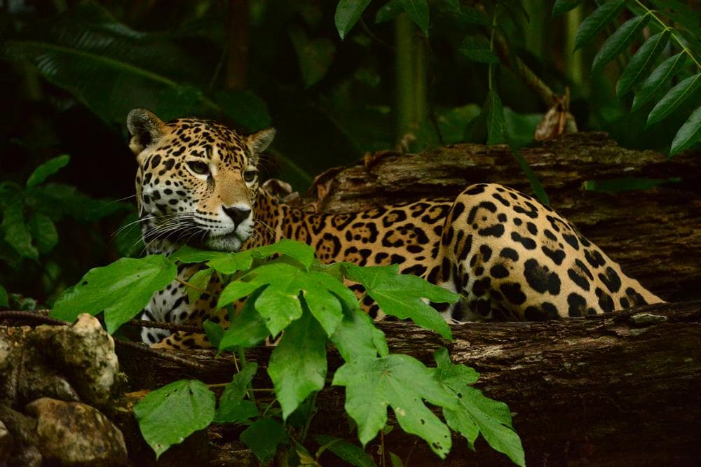 A jaguar rests on a log surrounded by lush green foliage.