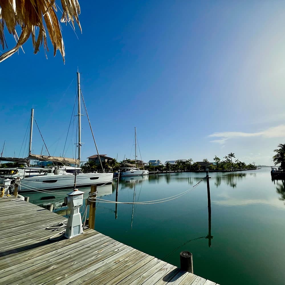A tranquil marina with sailboats and palm trees under a clear blue sky.