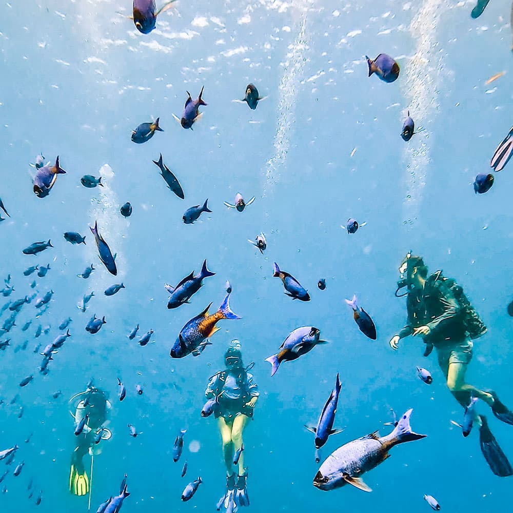 Three divers surrounded by various fish underwater.