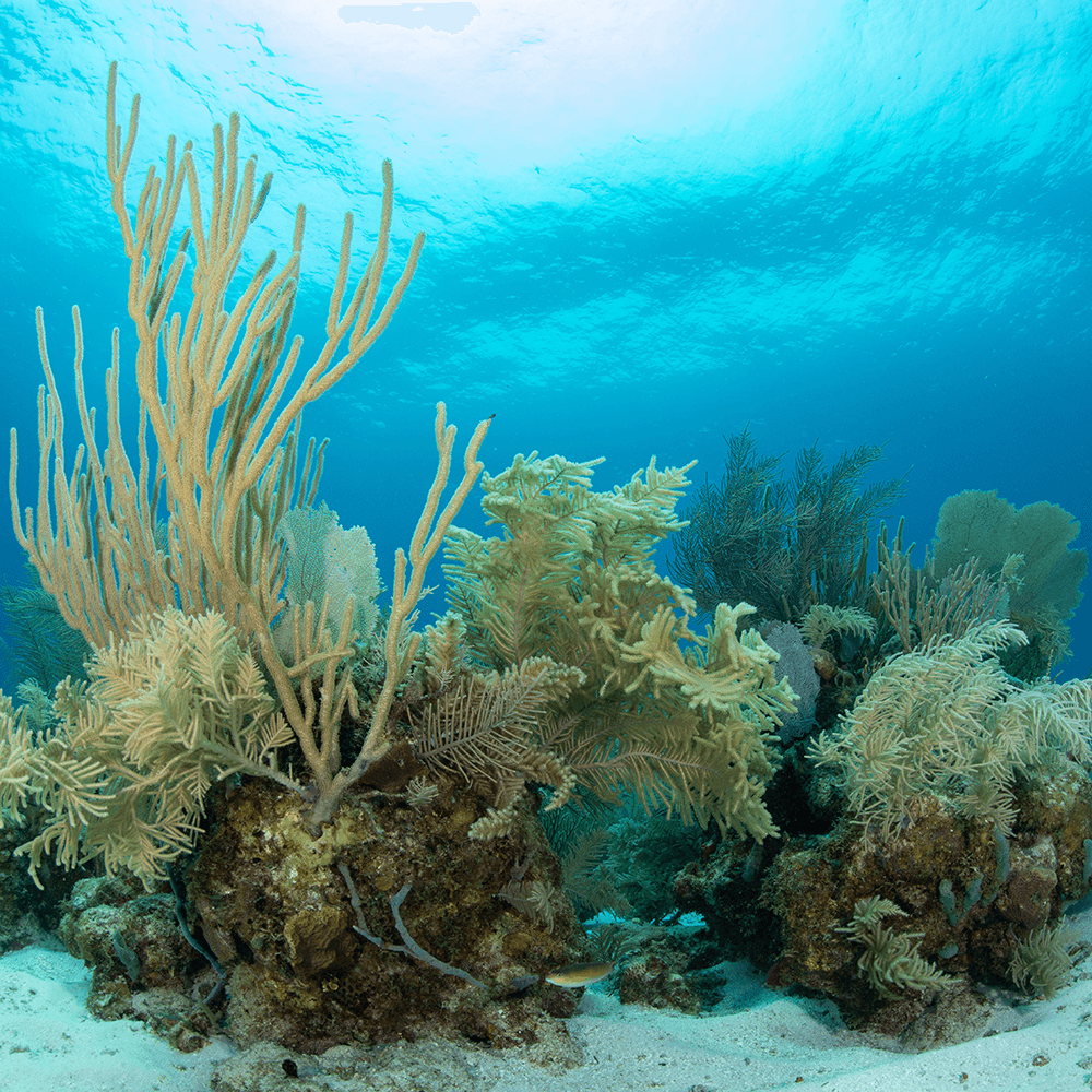 Underwater scene featuring diverse coral formations against a bright blue background.