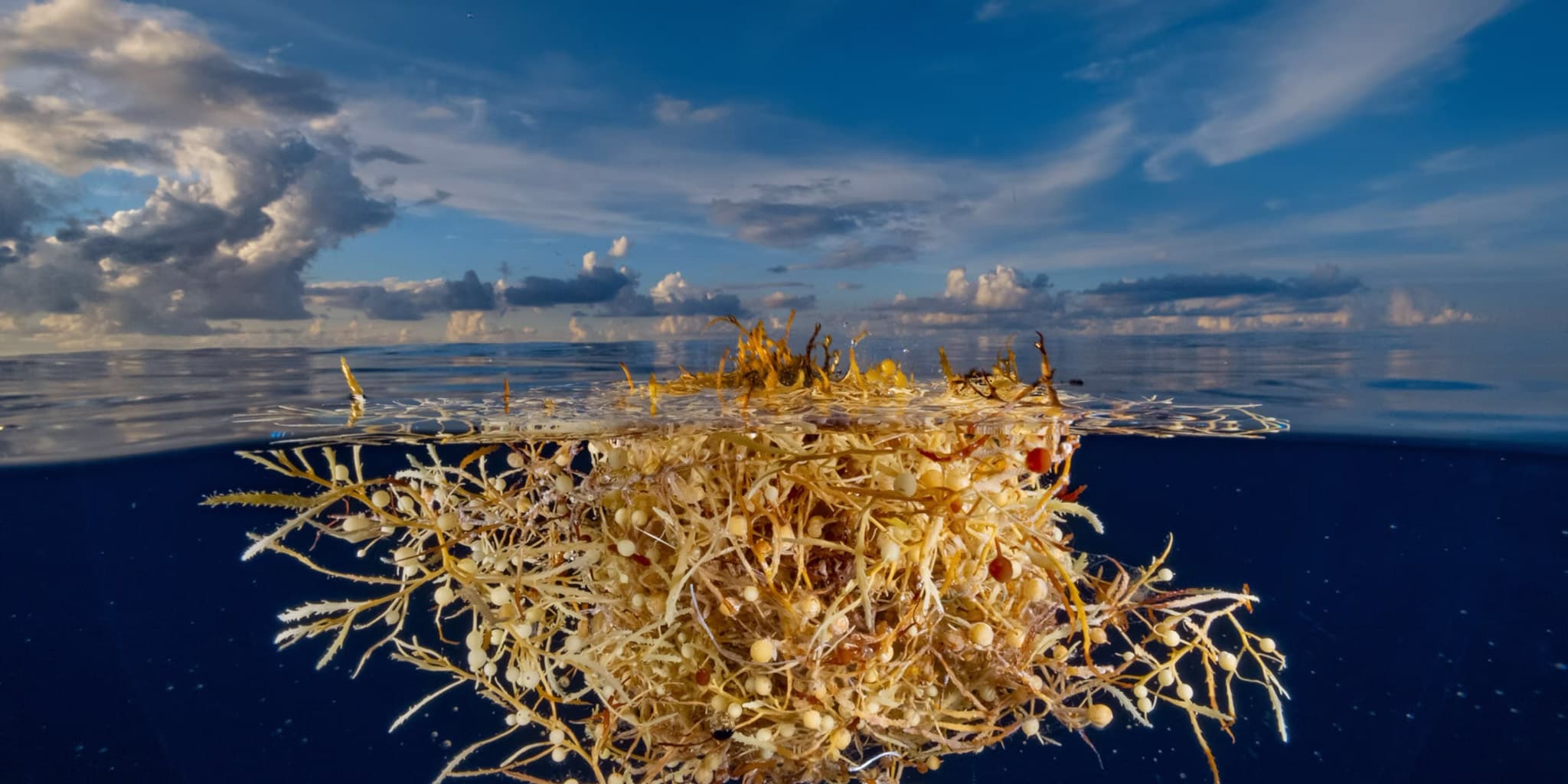 A floating mass of golden seaweed against a backdrop of blue sky and clouds.