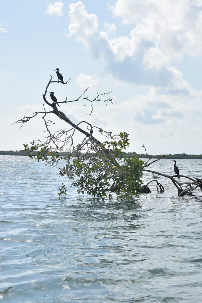 Two cormorants perch on a partially submerged branch over calm water under a cloudy sky.